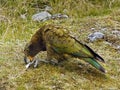 Kea Parrot Bird, New Zealand Royalty Free Stock Photo